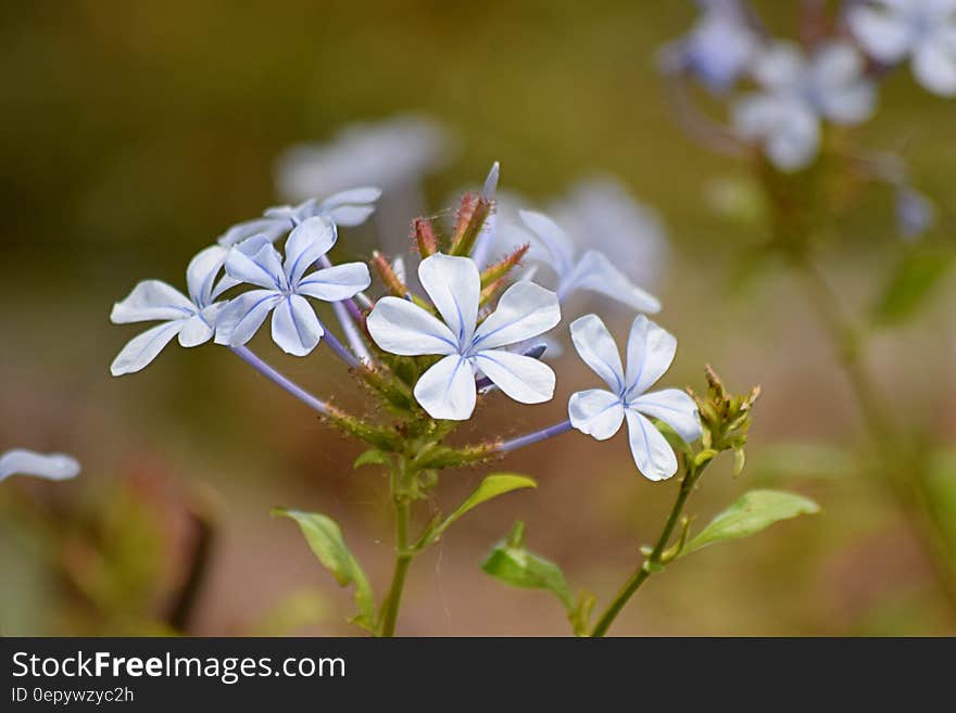 White Petal Flower