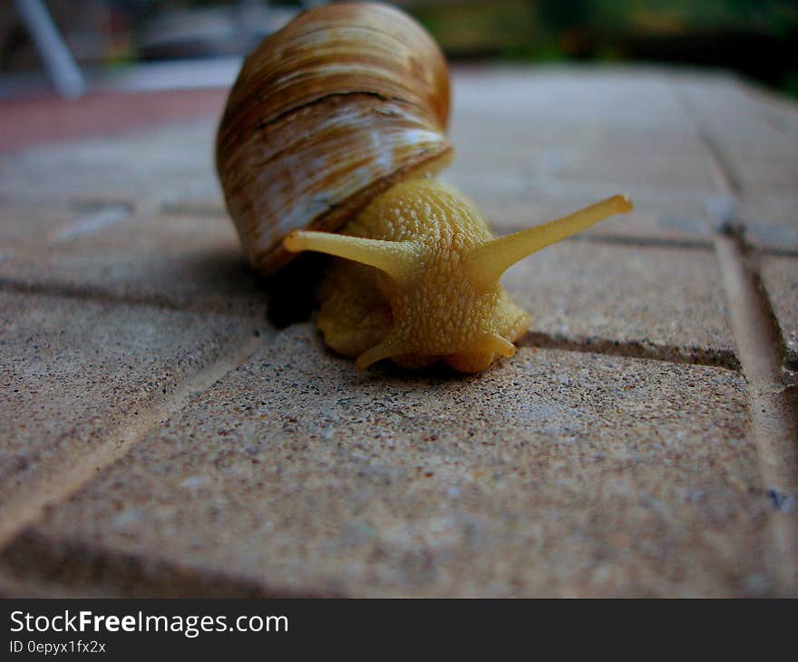 Macro Photo of Yellow Snail on Ground