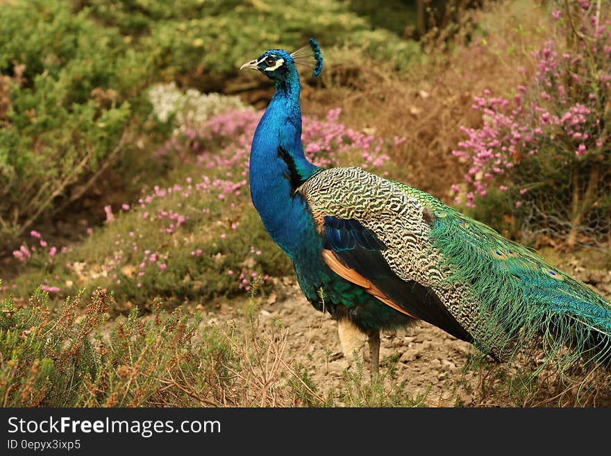 Blue Green and Orange Peacock Standing in the Ground during Daytime