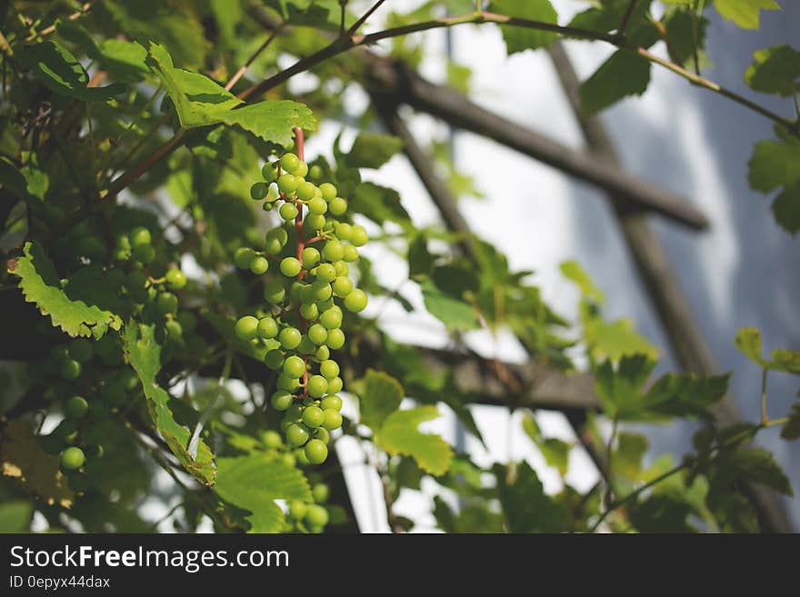 Green Round Fruit