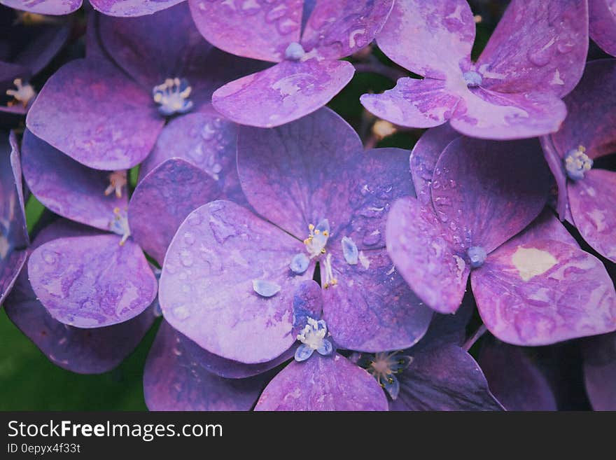 Purple Hydrangeas