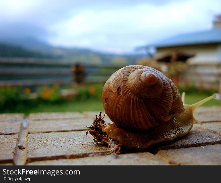 Brown Snail