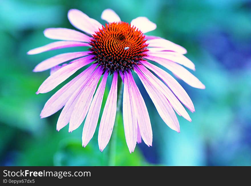 White and Orange Clustered Petaled Flower