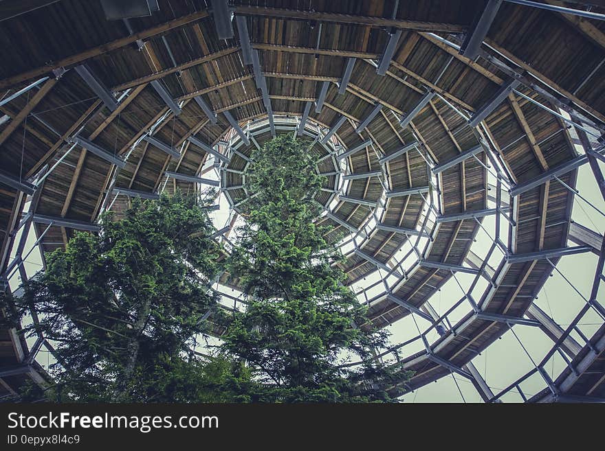 Brown Wooden Spiral Dome Building With Green Tree