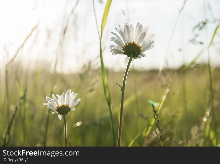 White Daisy