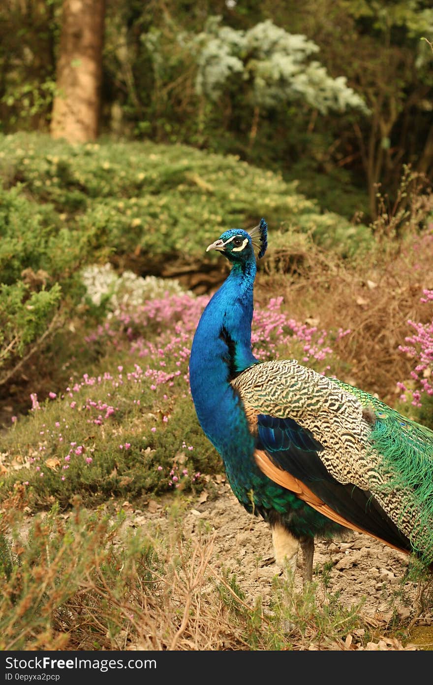 Blue Green and White Peacock