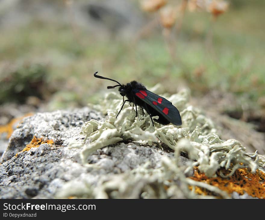 Black and Red Winged Insect Tilt Shift Lens Photography