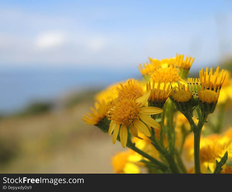 Macro Shot of Yellow Flower