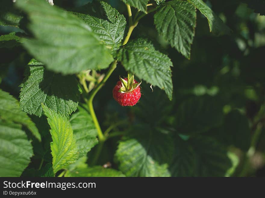 Ripe Strawberry Fruit