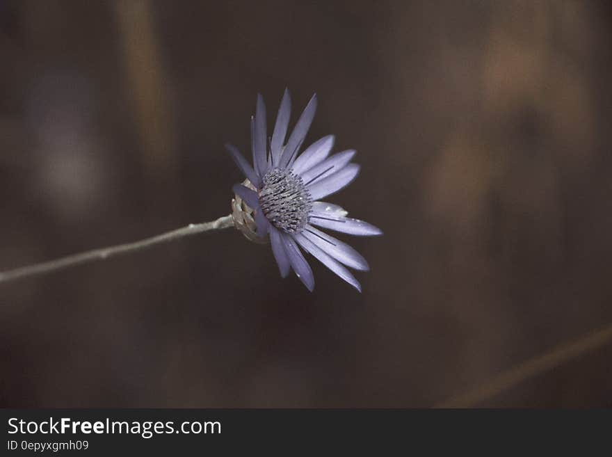 Macro Lens Photo Showing Purple Flower