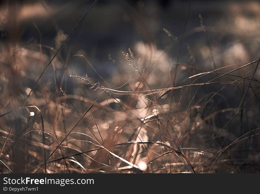 Brown Grass