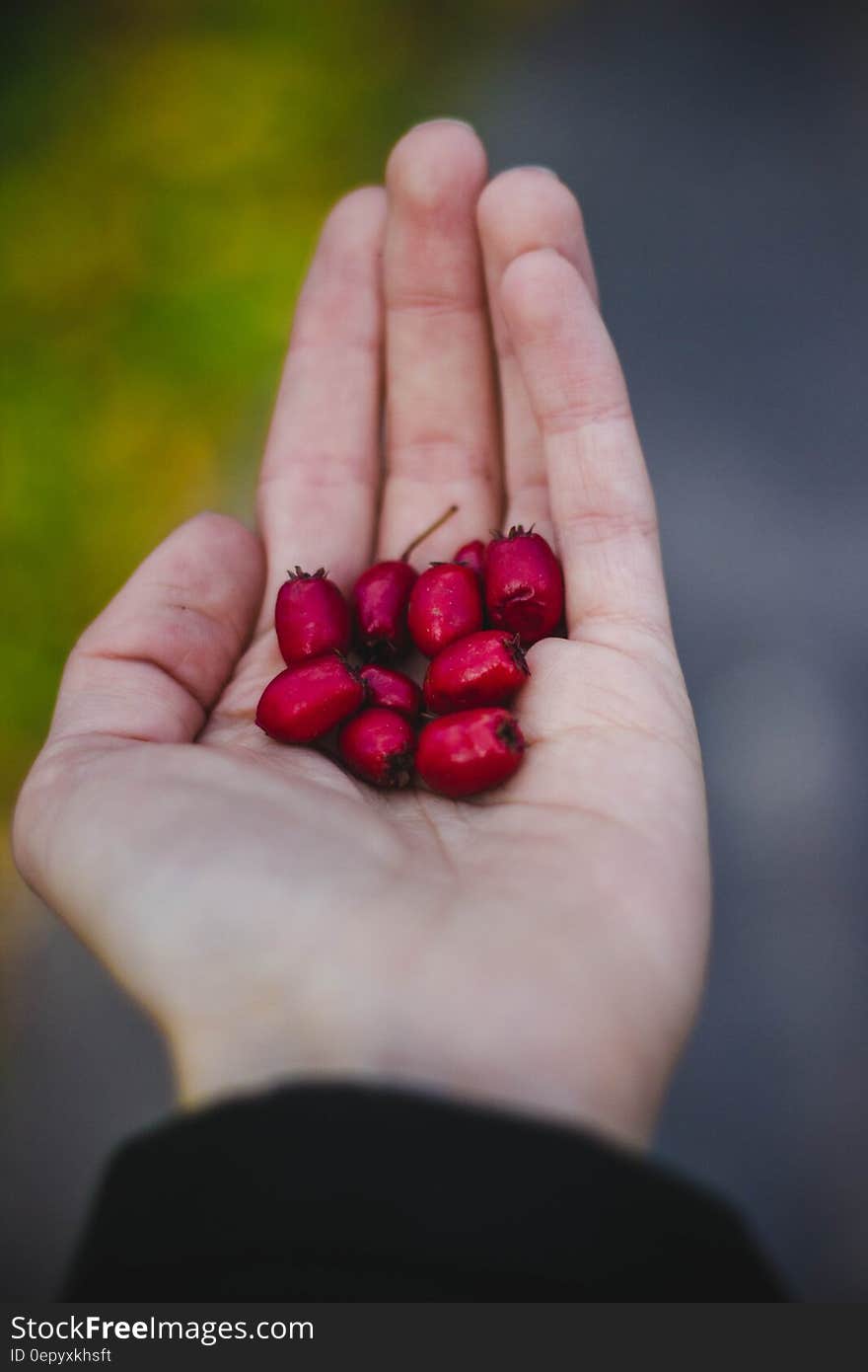 Fresh red berries in open hand. Fresh red berries in open hand.