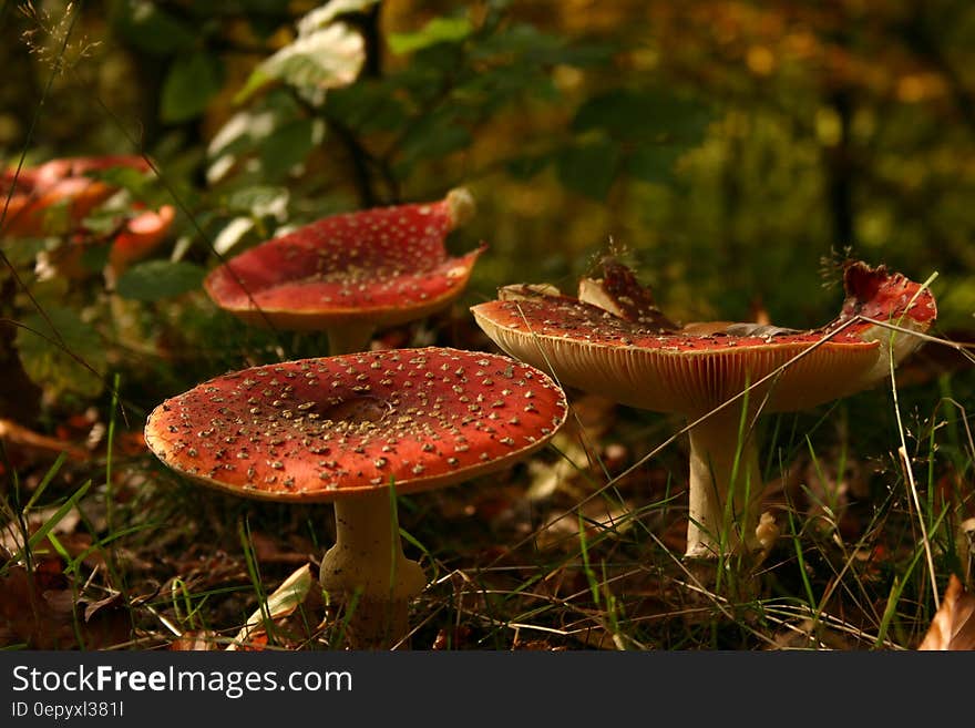 Shallow Focus Photography of Orange and White Mushrooms during Daytime