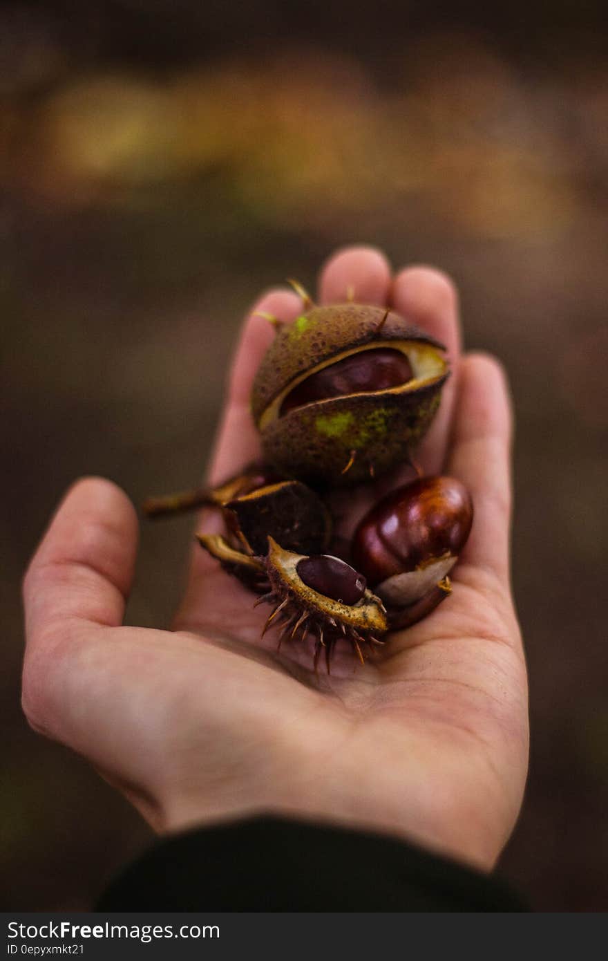 Whole fresh chestnuts in open hand outdoors.