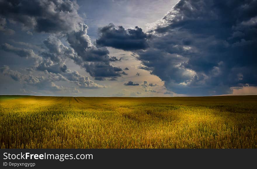 Green Grass Field during Daytime