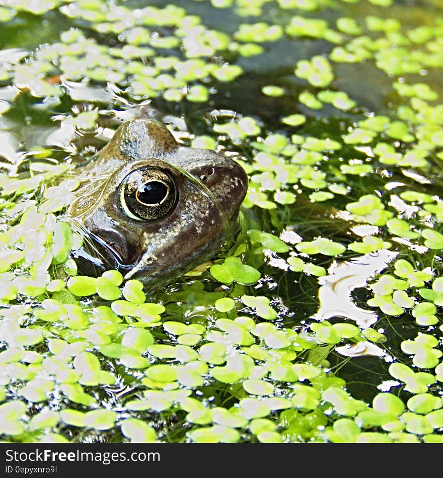 Brown Frog Surrounded by Green Floating Pants on Water