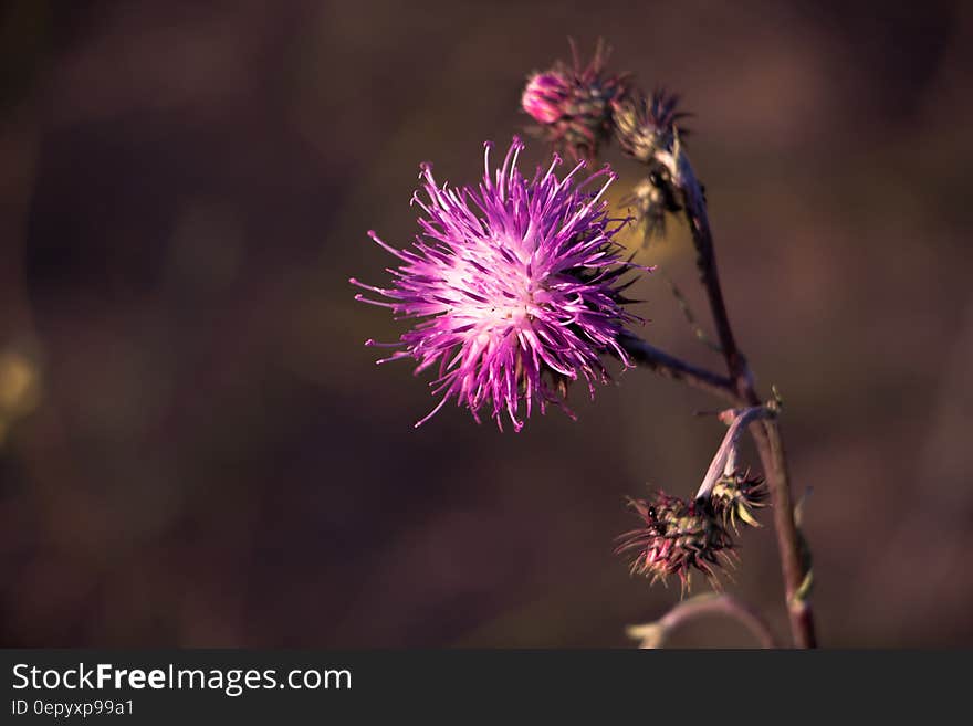 Purple Flower