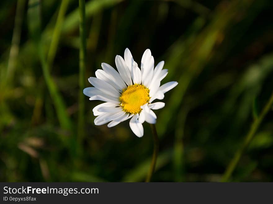 Chamomile Flower