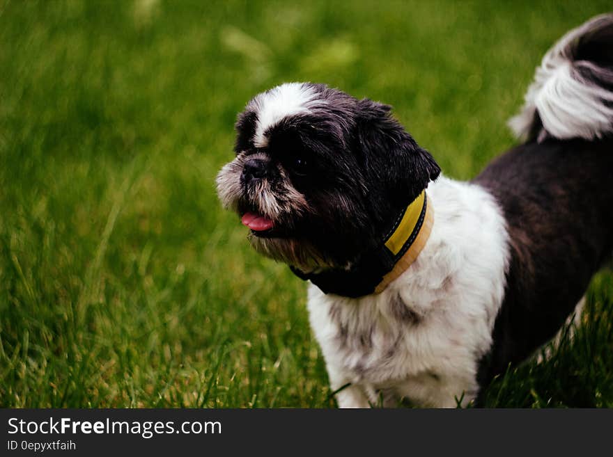 Black and White Short Hair Shih Tzu Dog on Green Grass