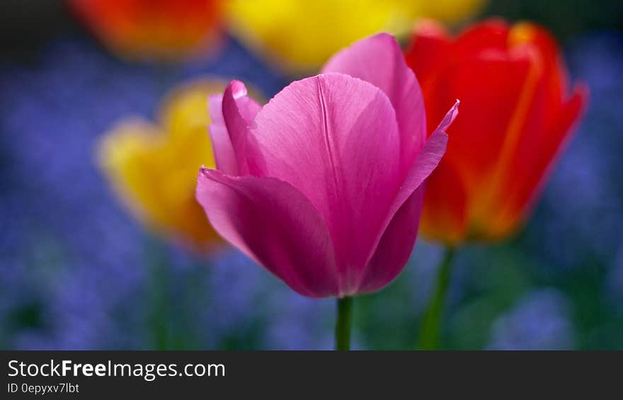 Pink Flower Photography