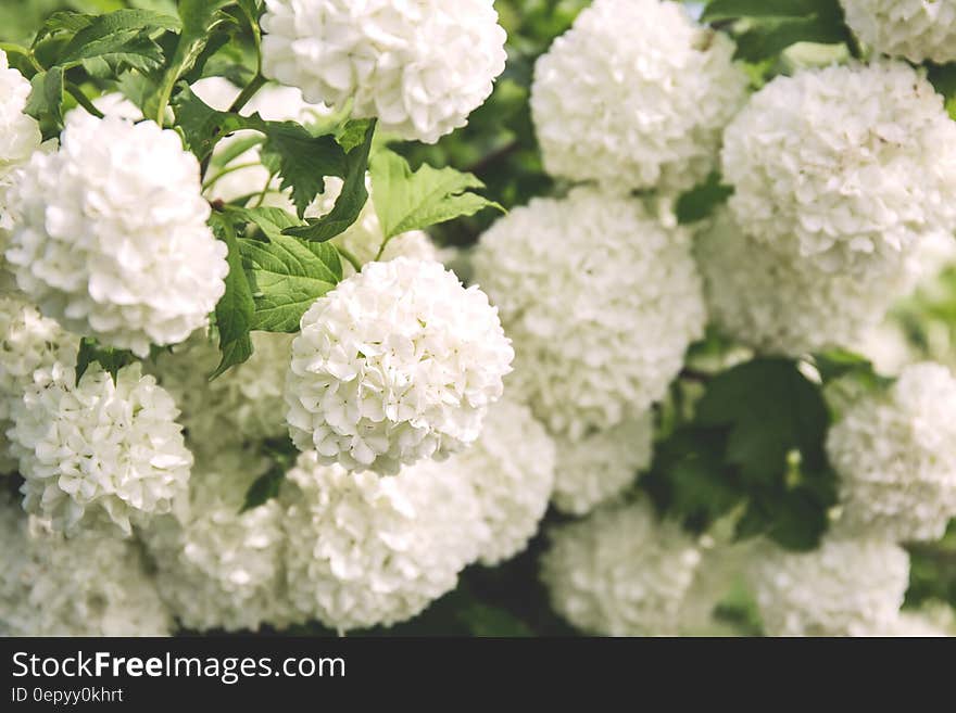 White Clustered Flowers With Green Leaves