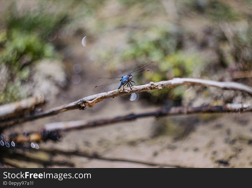 Blue Darner