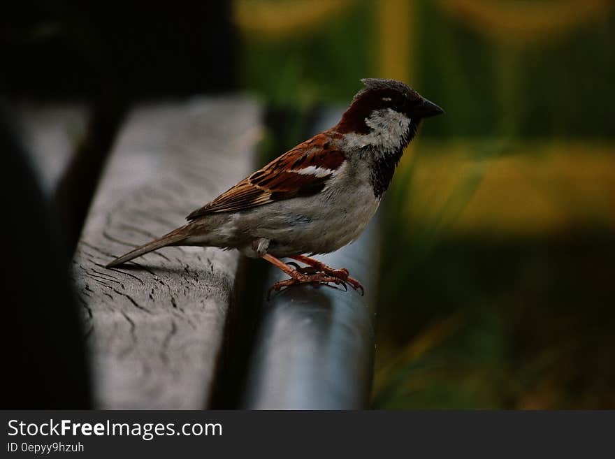 Sparrow Perched on Bench