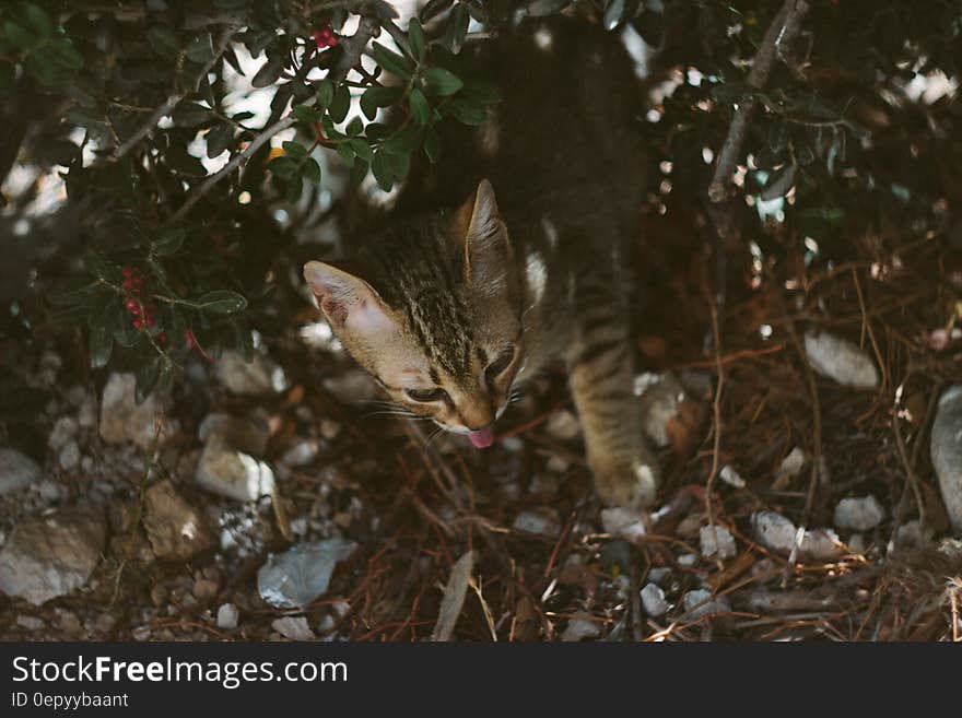 Black and Grey Cat Walking on Grass