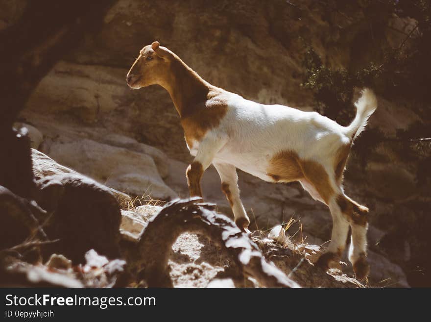 Brown and White Goat Standing on the Rock during Daytime