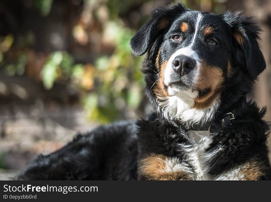 Tricolor Bernese Mountain Dog