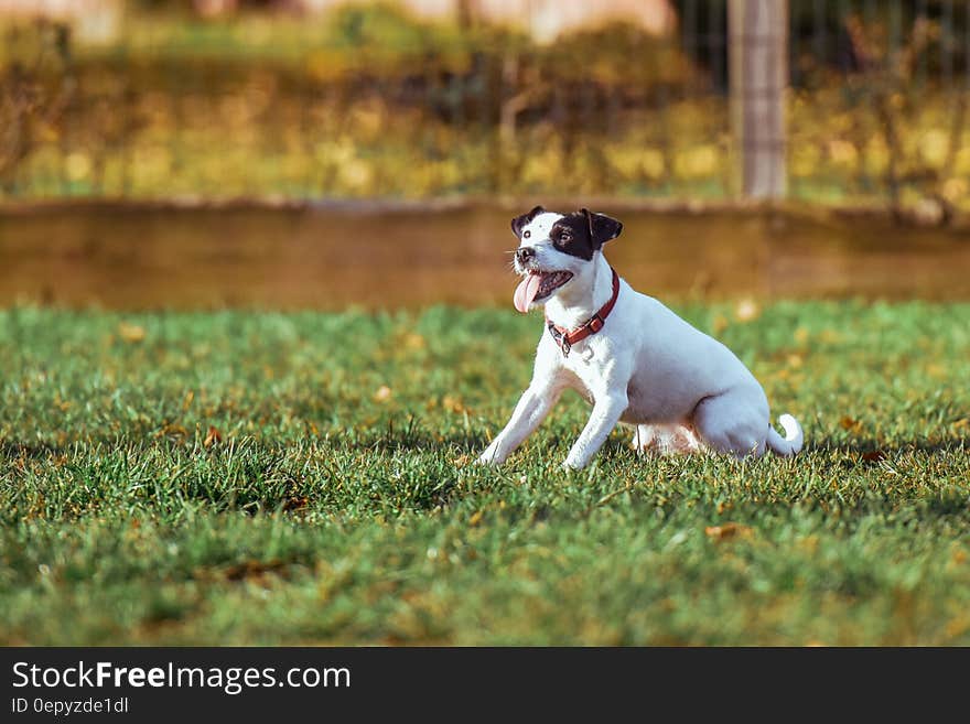 Dog Making Face While on Green Grass Field during Daytime