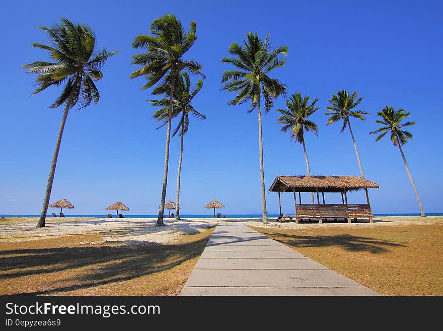 Coconut Trees Lined Near Sea at Daytime