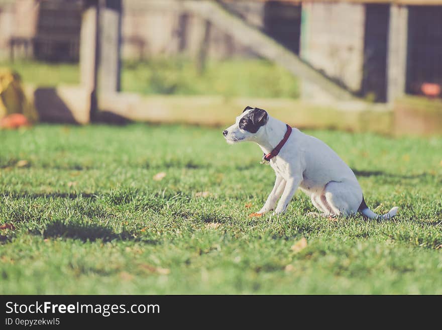 Selective Photo of White and Black Dog at the Grassy Field