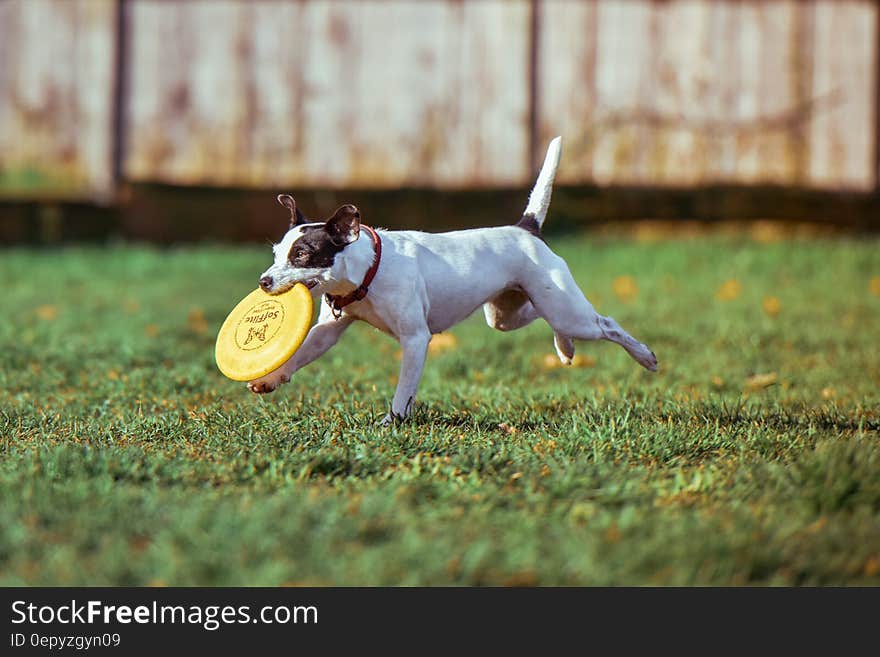 Black and White Jack Russell Terrier