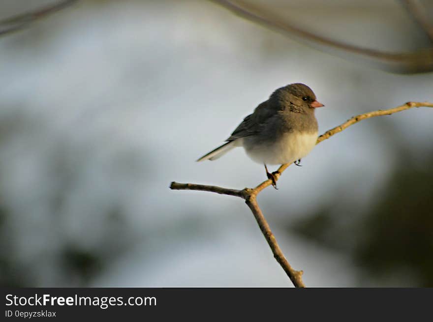 Grey and White Small Bird