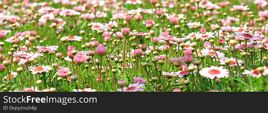 White and Pink Flower Field