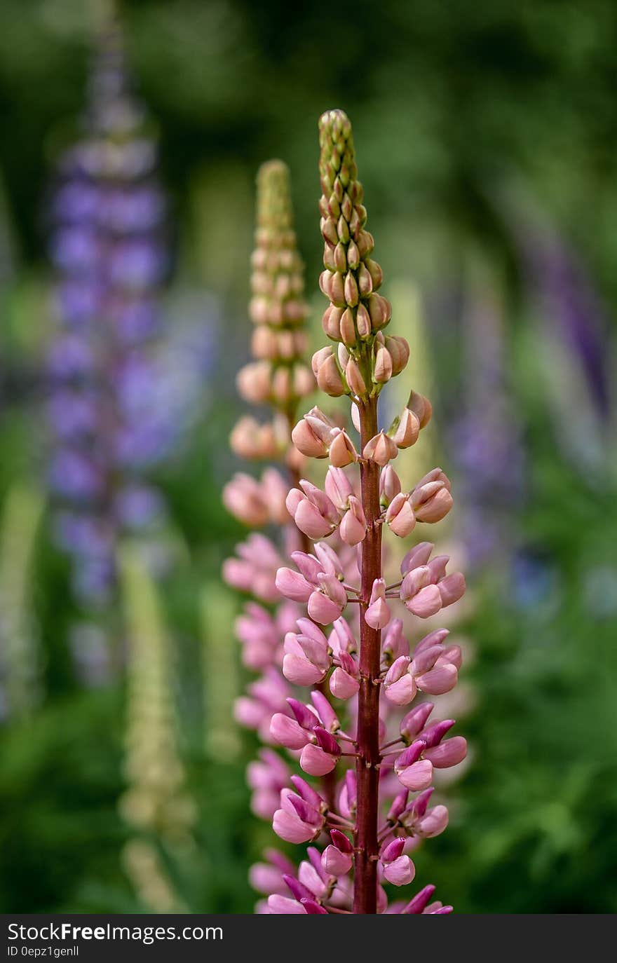 Purple Petaled Flower