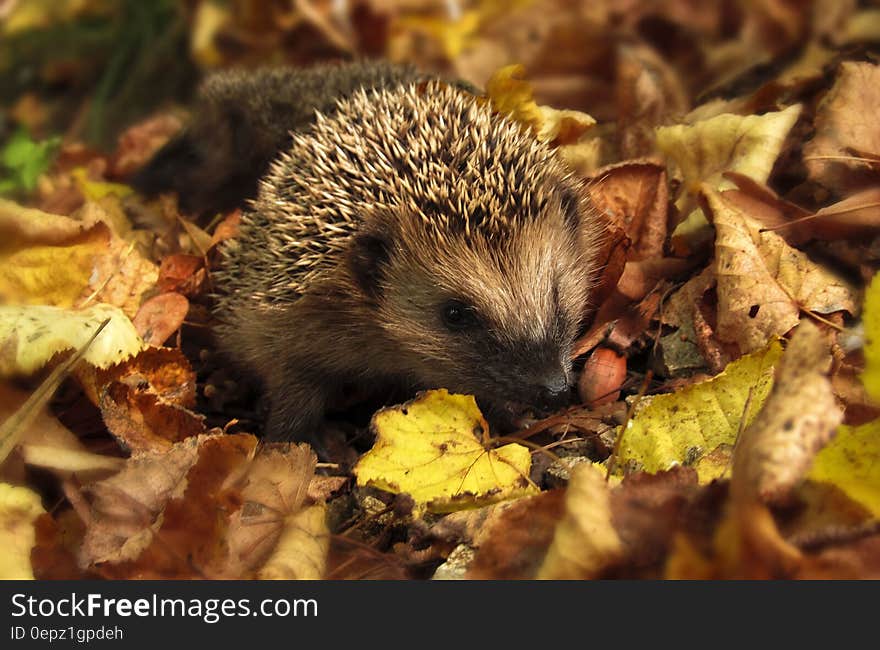 Brown and Black Hedgehog Standing on Brown Dry Leaved