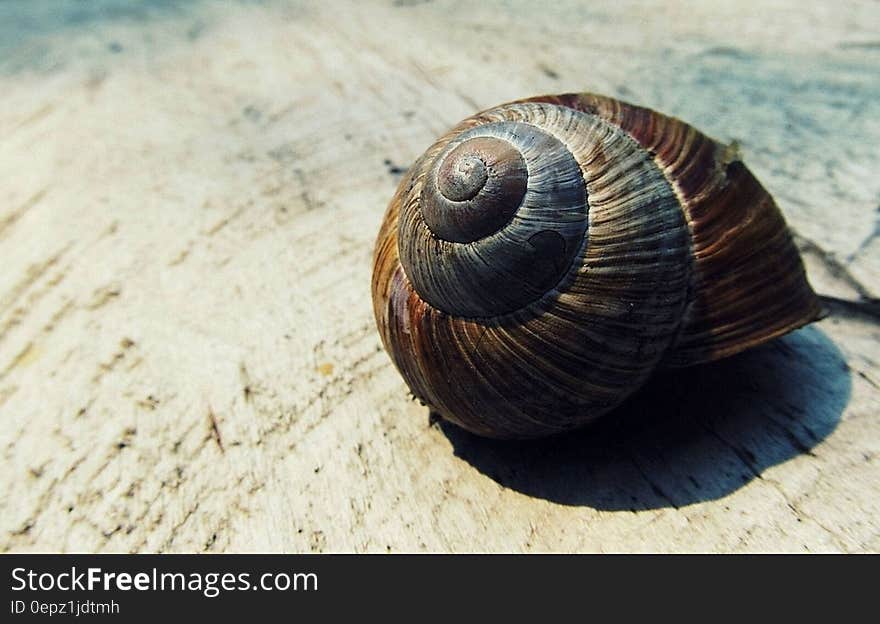 Black and Brown Snail Shell on Beige Textile