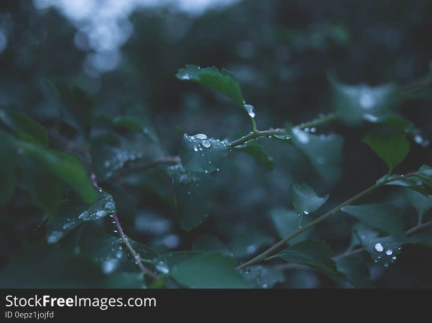 Green Leaf Plant