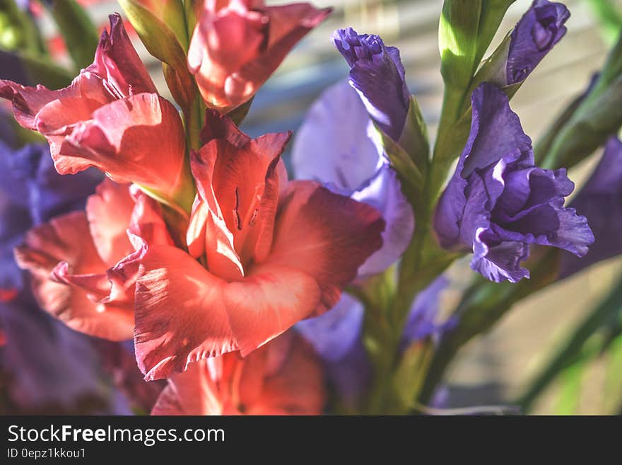 Red Petaled Flower and Purple Petaled Flower