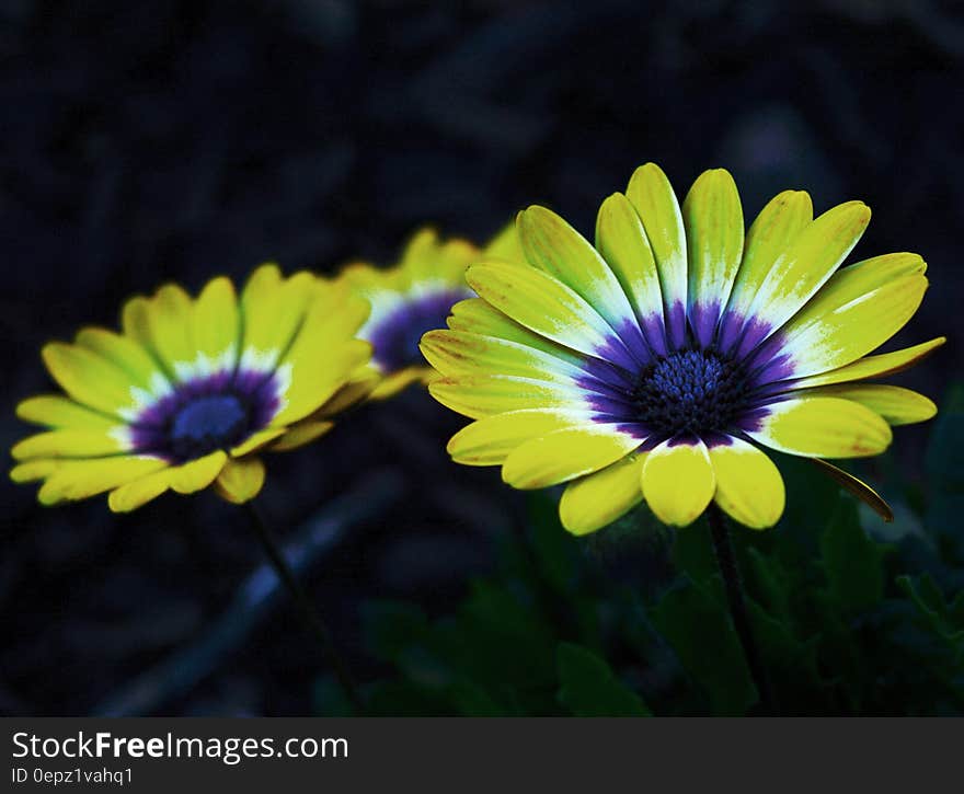 Yellow and Purple Petaled Flower