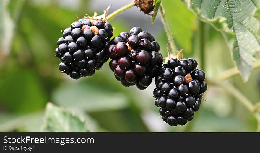 Close up of fresh ripe blackberries on green bush. Close up of fresh ripe blackberries on green bush.