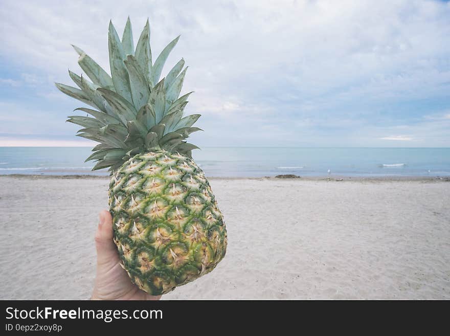 Hand holding fresh raw pineapple on sandy beach. Hand holding fresh raw pineapple on sandy beach.