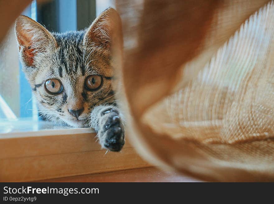 Portrait of domestic short haired cat indoors. Portrait of domestic short haired cat indoors.