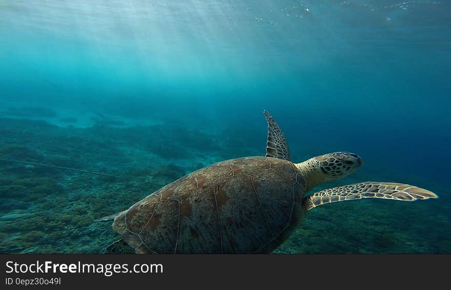 Sea turtle portrait swimming underwater with sunlight. Sea turtle portrait swimming underwater with sunlight.