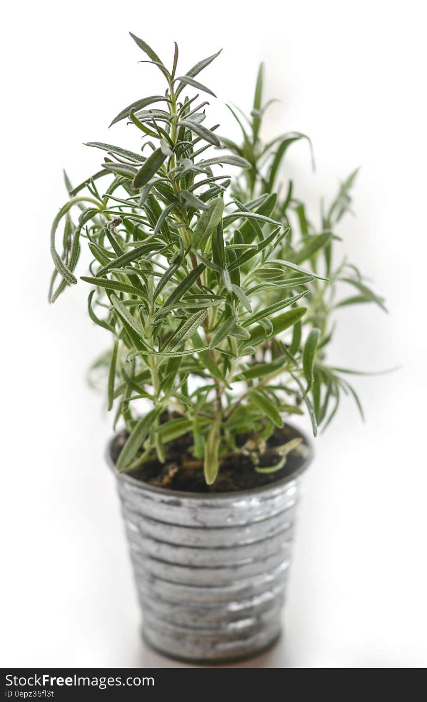 A potted rosemary plant with white background.