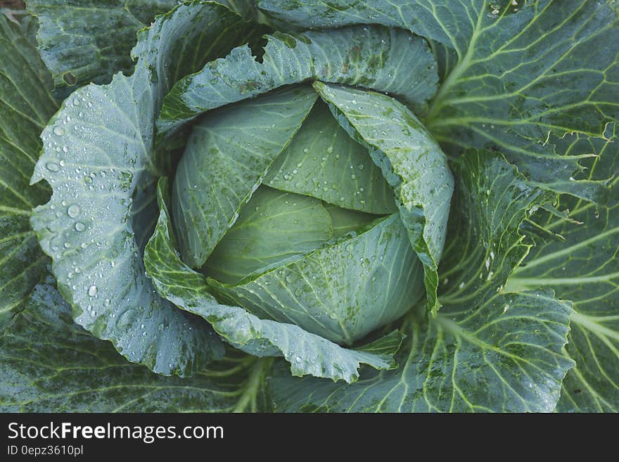 A white headed cabbage (Brassica oleracea) plant in the garden.