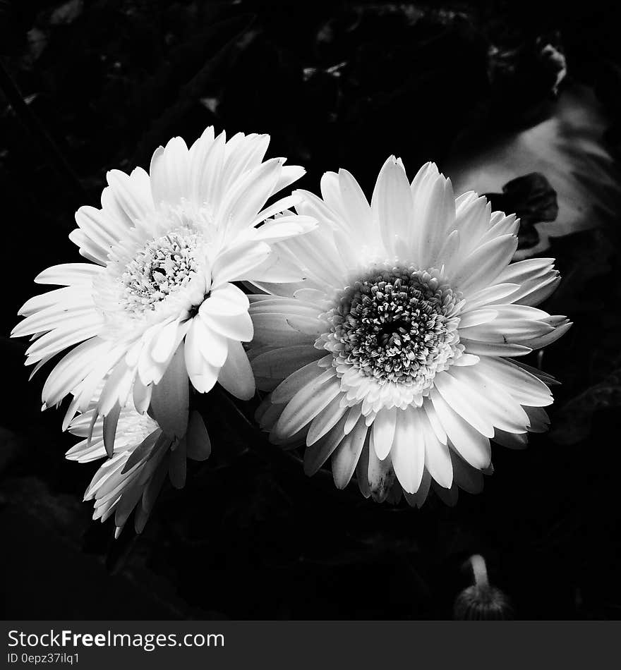 3 Chamomile Flowers