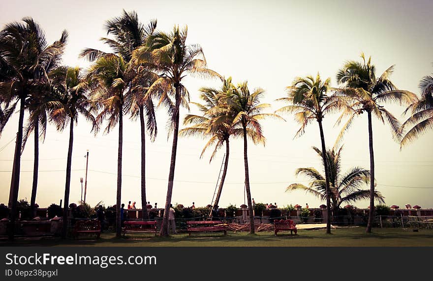 Palm trees against the sky on tropical resort.